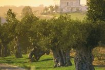 Olivenbäume im Alentejo